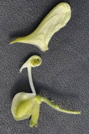 Attēlu rezultāti vaicājumam “Aconitum napellus bud”