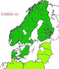 Attēlu rezultāti vaicājumam “Tetratoma ancora”