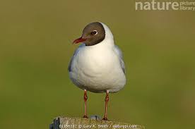 Image result for Chroicocephalus ridibundus