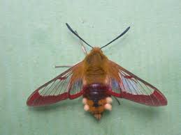 Attēlu rezultāti vaicājumam “Hemaris fuciformis”