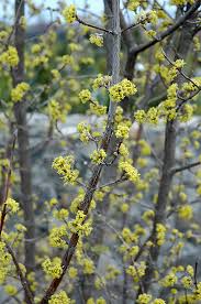 Attēlu rezultāti vaicājumam “Cornus mas flower”