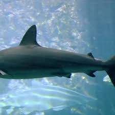 Image result for Carcharhinus obscurus