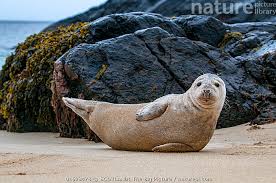 Image result for Halichoerus grypus