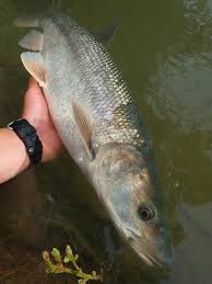 Image result for Salvelinus namaycush