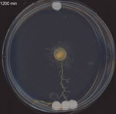 Attēlu rezultāti vaicājumam “Physarum daamsii sessile”