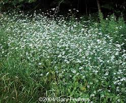 Attēlu rezultāti vaicājumam “Torilis japonica”