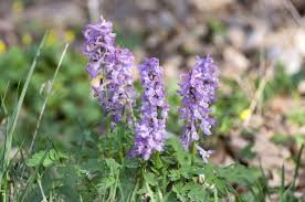 Attēlu rezultāti vaicājumam “Corydalis cava fruit”
