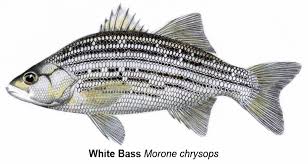Image result for Morone chrysops