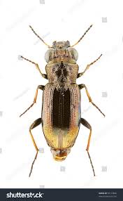 Attēlu rezultāti vaicājumam “Notiophilus germinyi”