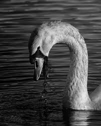 Attēlu rezultāti vaicājumam “Cygnus olor”