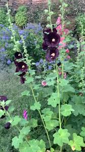 Image result for Alcea rosea nigra