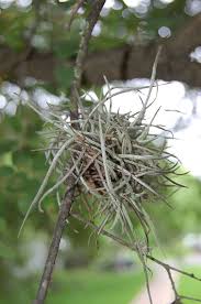 Image result for tillandsia umbellata