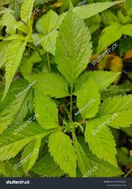 Attēlu rezultāti vaicājumam “Bidens tripartita leaf”