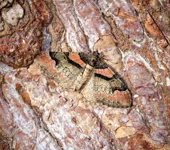 Attēlu rezultāti vaicājumam “Catarhoe rubidata”