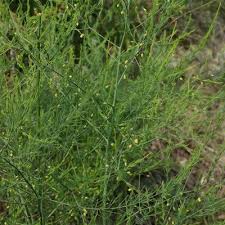 Attēlu rezultāti vaicājumam “Asparagus officinalis”