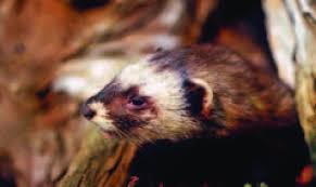 Attēlu rezultāti vaicājumam “Mustela putorius”