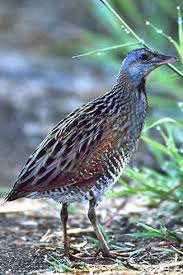 Image result for Crex crex