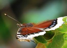 Attēlu rezultāti vaicājumam “Nymphalis antiopa upperside”