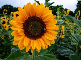 Résultat de recherche d'images pour "tournesol"