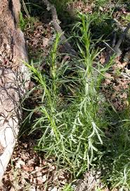 Image result for Artemisia dracunculus