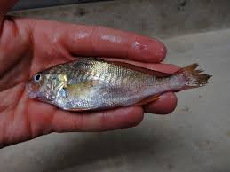 Image result for Micropogonias undulatus