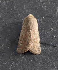 Attēlu rezultāti vaicājumam “Orthosia cruda”