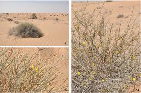 Attēlu rezultāti vaicājumam “Arenaria procera leaf”