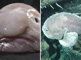 Image result for blobfish