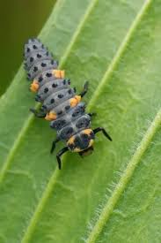 Attēlu rezultāti vaicājumam “Coccinella septempunctata larva”