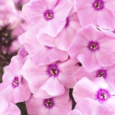 Image result for Phlox paniculata `Sweet Summer`