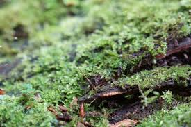 Attēlu rezultāti vaicājumam “Cordyceps stylophora”