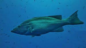 Image result for Mycteroperca rubra