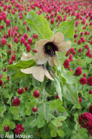 Attēlu rezultāti vaicājumam “Hyoscyamus niger”