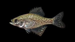 Image result for Pomoxis annularis