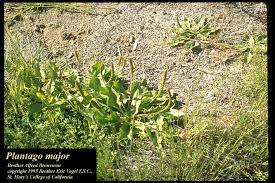 Attēlu rezultāti vaicājumam “Plantago major”