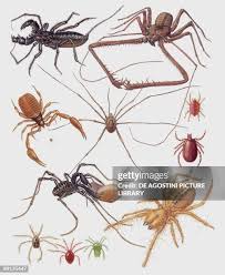 Attēlu rezultāti vaicājumam “Arachnida”