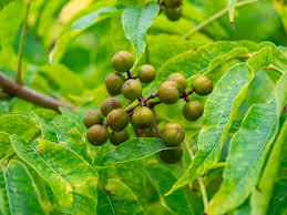 Attēlu rezultāti vaicājumam “Phellodendron amurense fruit”