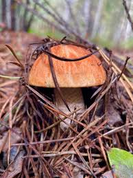 Attēlu rezultāti vaicājumam “Leccinum versipelle”