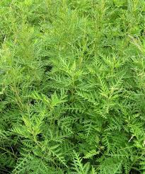Image result for Artemisia gmelinii