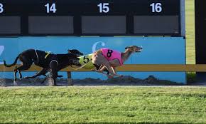 Image result for Reading Greyhound Track