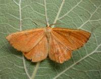 Attēlu rezultāti vaicājumam “Angerona prunaria”