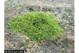 Attēlu rezultāti vaicājumam “Amblystegium serpens macro”