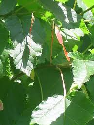 Attēlu rezultāti vaicājumam “Acer tataricum leaf”