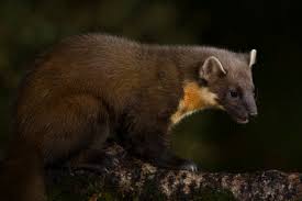 Attēlu rezultāti vaicājumam “Martes martes”