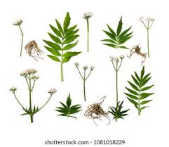 Attēlu rezultāti vaicājumam “Valeriana officinalis leaf”