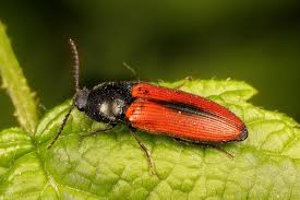 Attēlu rezultāti vaicājumam “Ampedus sanguinolentus”