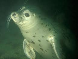Image result for Phoca vitulina