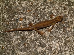 Attēlu rezultāti vaicājumam “Triturus vulgaris”