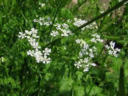 Attēlu rezultāti vaicājumam “Anthriscus”