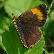 Attēlu rezultāti vaicājumam “Thecla betulae female”